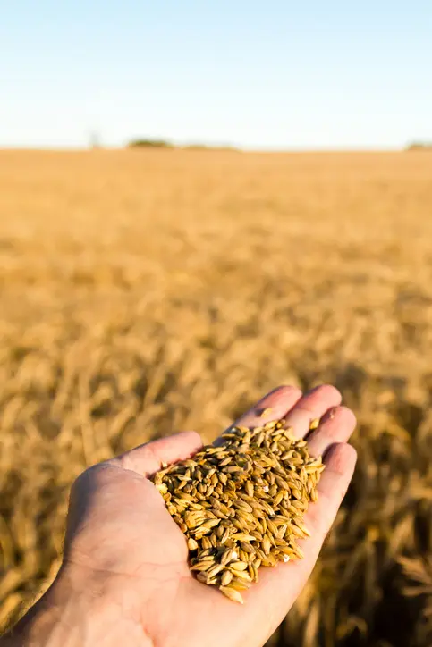Human hand holding newly harvested grain with blurred grain field in the background.